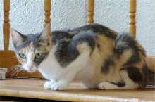 another picture of Chiquita, a Domestic Short Hair dilute calico