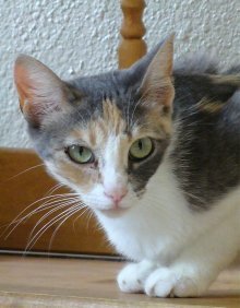 picture of Chiquita, a Domestic Short Hair dilute calico