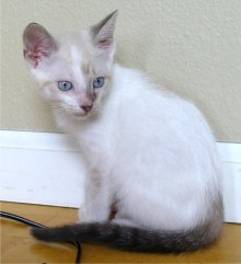 another picture of Casper, a Siamese/Domestic Short Hair-x bluepoint