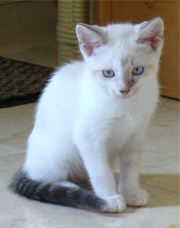 picture of Casper, a Siamese/Domestic Short Hair-x bluepoint