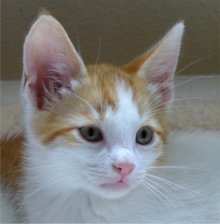 another picture of Trooper, a Domestic Short Hair orange/white