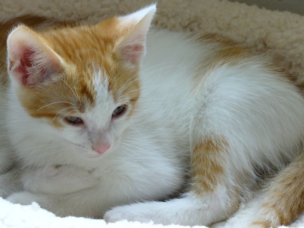 picture of Trooper, a Domestic Short Hair orange/white