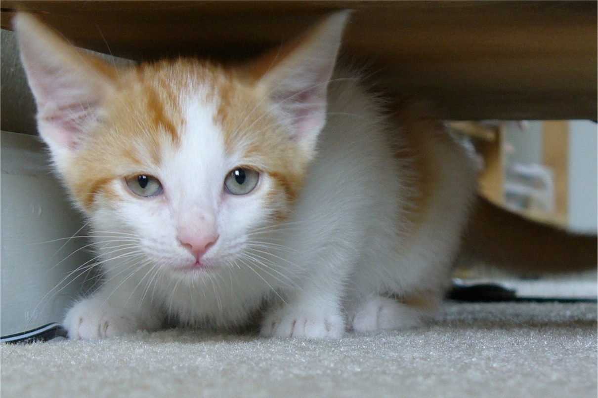 picture of Trooper, a Domestic Short Hair orange/white