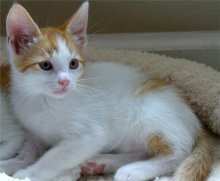 picture of Trooper, a Domestic Short Hair orange/white