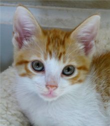 another picture of Cassie, a Domestic Short Hair orange/white