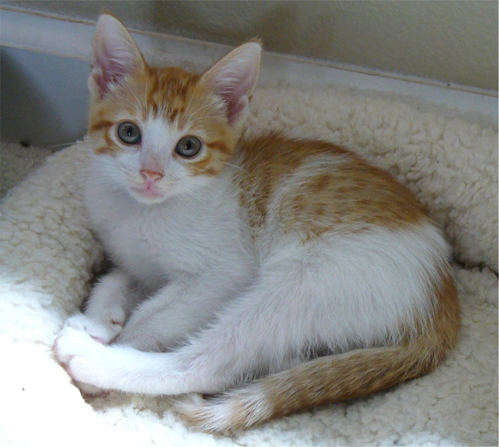 picture of Cassie, a Domestic Short Hair orange/white