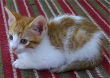 picture of Cassie, a Domestic Short Hair orange/white