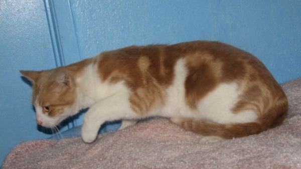 picture of Frankie, a Domestic Short Hair orange/white