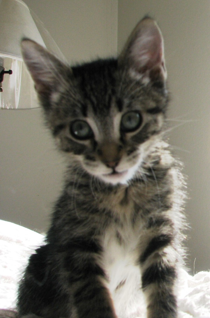 picture of Manny, a Manx/Domestic Short Hair-x tabby/white