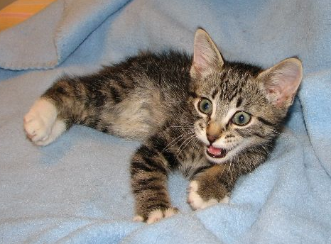 picture of Manny, a Manx/Domestic Short Hair-x tabby/white