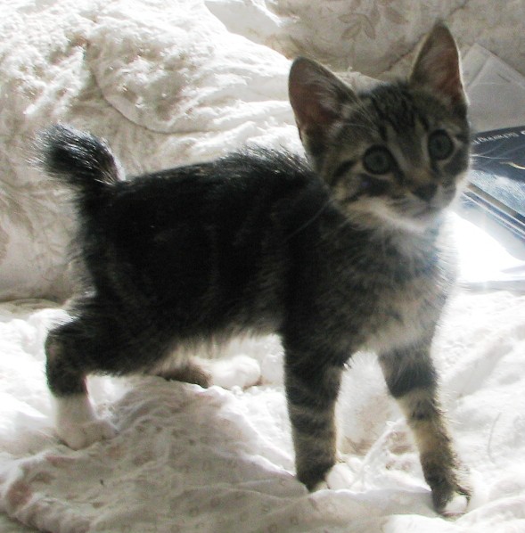 picture of Manny, a Manx/Domestic Short Hair-x tabby/white