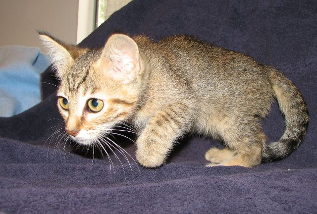 picture of Delores, a Domestic Short Hair brown tabby