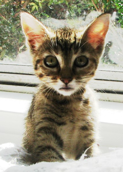 picture of Delores, a Domestic Short Hair brown tabby