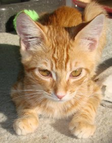 another picture of Donny, a Domestic Short Hair orange tabby/white