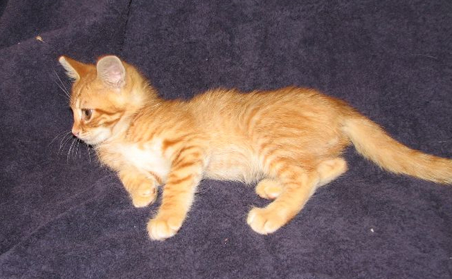 picture of Donny, a Domestic Short Hair orange tabby/white