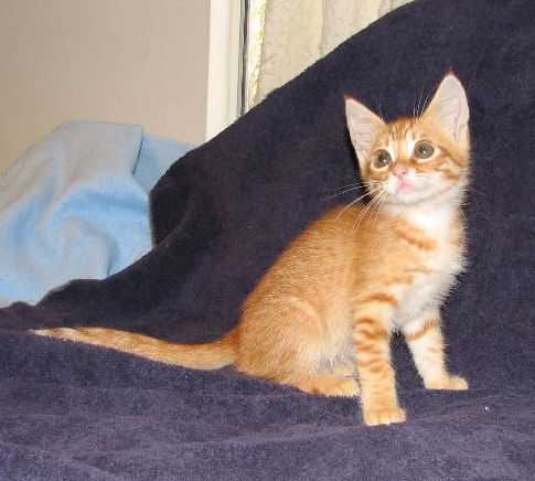 picture of Donny, a Domestic Short Hair orange tabby/white