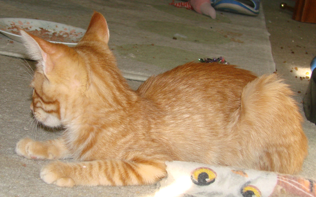 picture of Donny, a Domestic Short Hair orange tabby/white