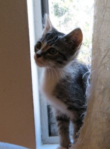 another picture of Devin, a Domestic Short Hair gray tabby/white