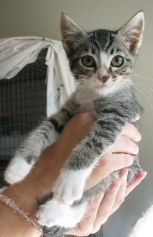 picture of Devin, a Domestic Short Hair gray tabby/white