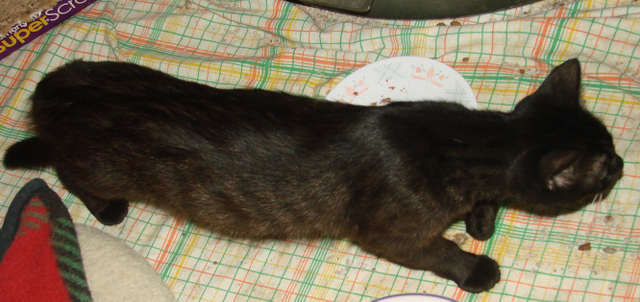 picture of Halle, a Domestic Short Hair black