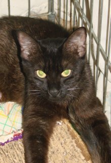 picture of Halle, a Domestic Short Hair black