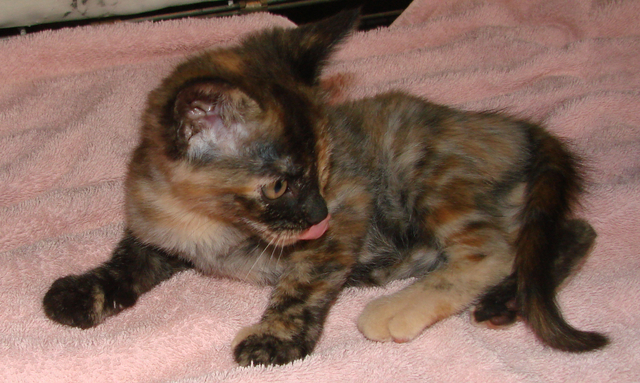 picture of Delta, a Domestic Short Hair tortoise-shell