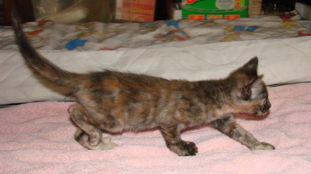 picture of Delta, a Domestic Short Hair tortoise-shell