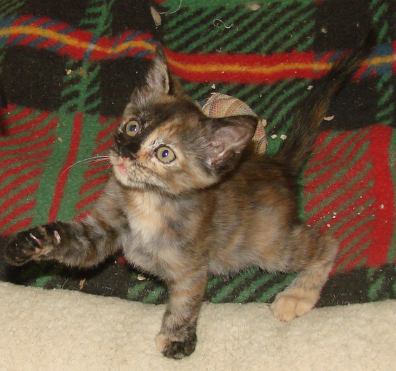 picture of Delta, a Domestic Short Hair tortoise-shell