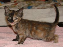picture of Delta, a Domestic Short Hair tortoise-shell