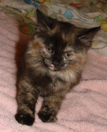another picture of Dahlia, a Domestic Medium Hair tortoise-shell
