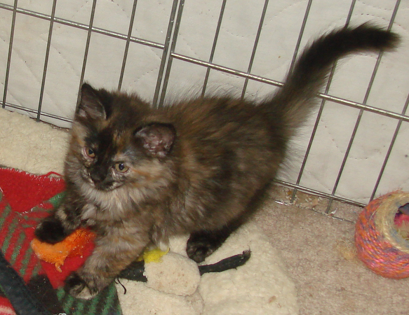 picture of Dahlia, a Domestic Medium Hair tortoise-shell
