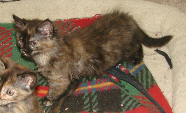 picture of Dahlia, a Domestic Medium Hair tortoise-shell