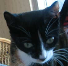 another picture of Margie, a Domestic Short Hair calico
