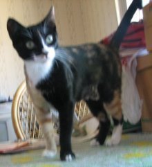 picture of Margie, a Domestic Short Hair calico