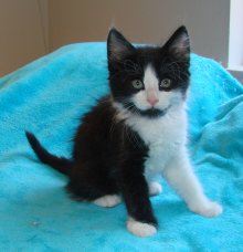 another picture of York, a Domestic Short Hair black/white