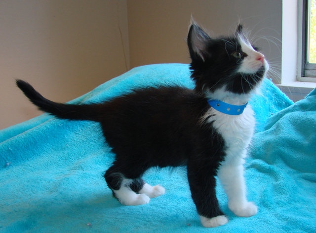 picture of York, a Domestic Short Hair black/white