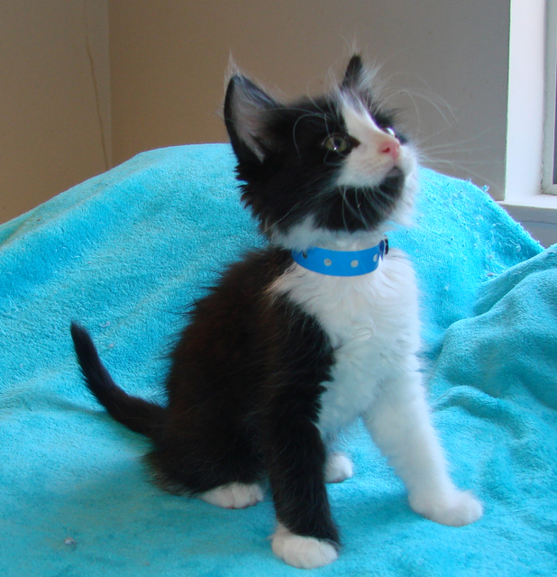 picture of York, a Domestic Short Hair black/white