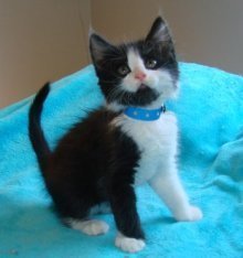 picture of York, a Domestic Short Hair black/white