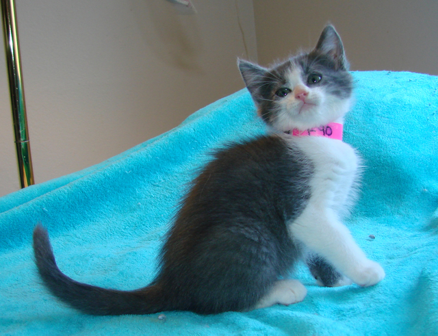 picture of Reeses, a Domestic Short Hair gray/white