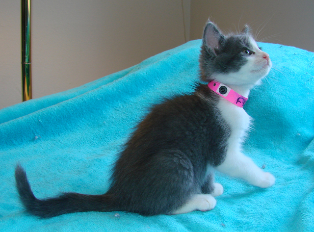 picture of Reeses, a Domestic Short Hair gray/white