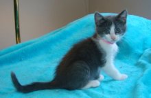 picture of Reeses, a Domestic Short Hair gray/white