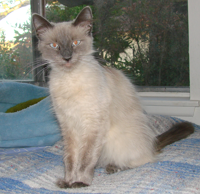 picture of Sapphire, a Siamese/Domestic Medium Hair-x lilac point/white