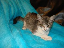 another picture of Peggy Sue, a Domestic Short Hair gray tabby/white
