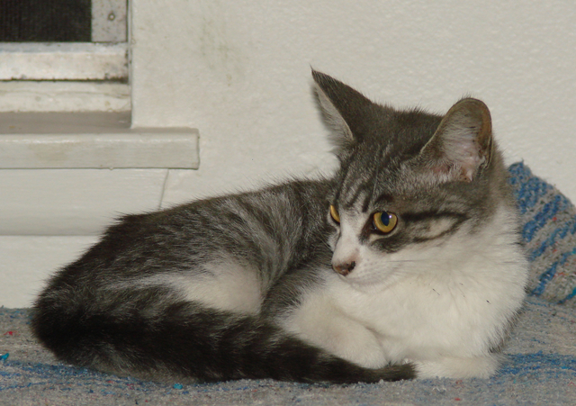 picture of Peggy Sue, a Domestic Short Hair gray tabby/white