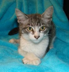 picture of Peggy Sue, a Domestic Short Hair gray tabby/white