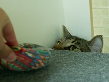 [another picture of Ignacio, a Domestic Short Hair brown classic tabby\ cat] 