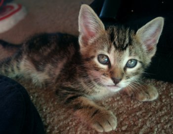 [picture of Ignacio, a Domestic Short Hair brown classic tabby cat]