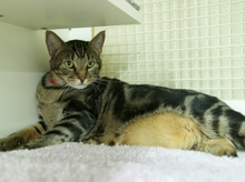 [picture of Ignacio, a Domestic Short Hair brown classic tabby\ cat] 