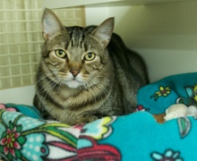 [another picture of Freddy, a Domestic Short Hair brown classic tabby\ cat] 