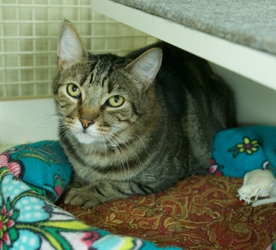 [picture of Freddy, a Domestic Short Hair brown classic tabby cat]